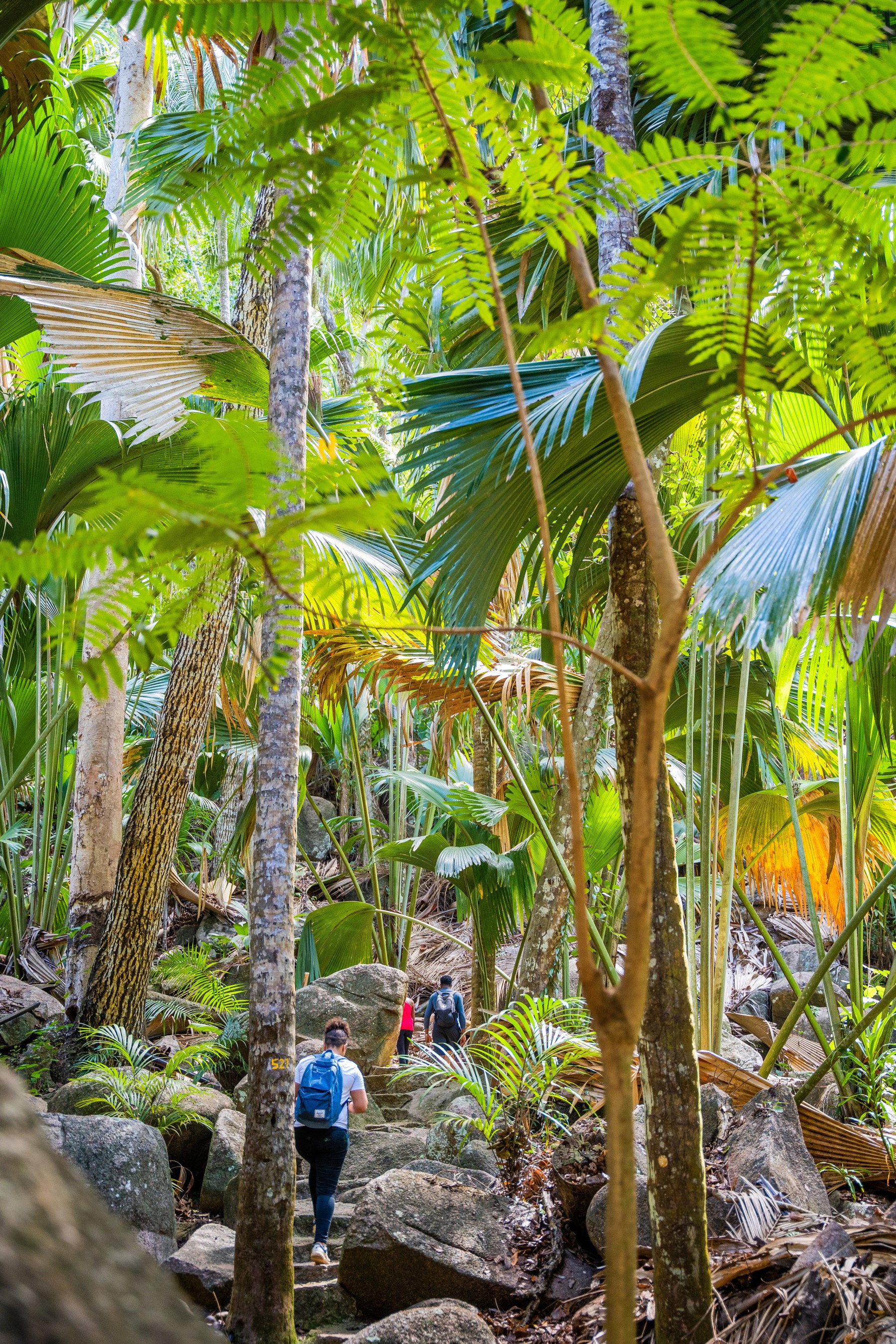 Fond Ferdinand, l’écrin sauvage de Praslin